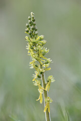 Common Twayblade
