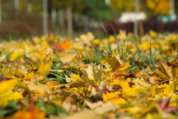 Colored Autumn Leaves On A Sunny Day In The Meadow