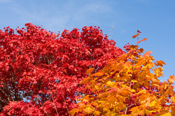Obraz na płótnie Canvas Bright Colors Of Autumn Deciduous Trees Under A Cloudless Sky