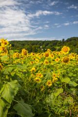 field of sunflowers