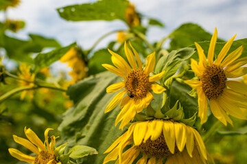 sunflower and bee