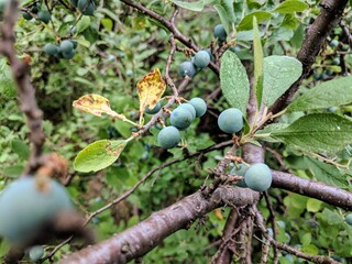 Green berries late spring
