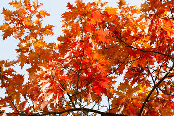 deciduous trees oak in the forest or in the Park