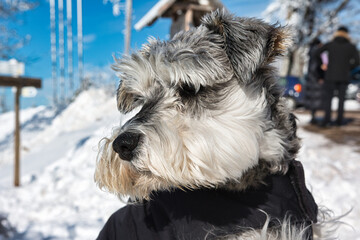 portrait of a miniature schnauzer dog in winter with snow