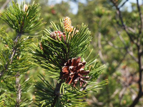 Pinecones