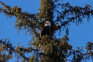 Bald Eagles in Eleven Mile Canyon