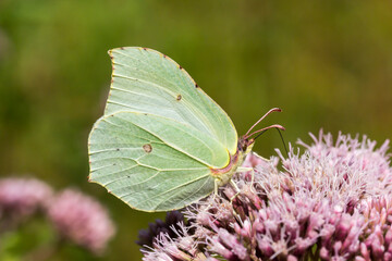 Gonepteryx rhamni, Common Brimstone, Brimstone on Hemp-agrimony, Eupatorium cannabinum, Germany, Europe