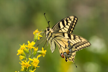 Papilio machaon, Swallowtail butterfly from Lower Saxony, Germany