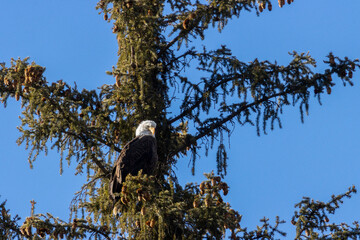 Bald Eagles in Eleven Mile Canyon
