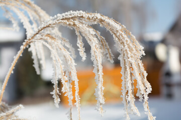 Plant With Hoarfrost On A Sunny Winter Day
