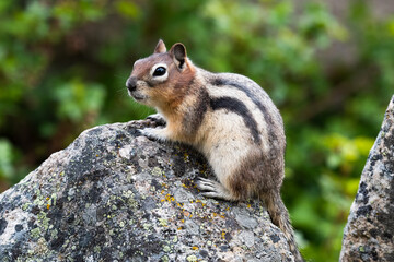 Naklejka na ściany i meble Golden Mantled Ground Squirrel poses in a picture perfect manner on a large rock