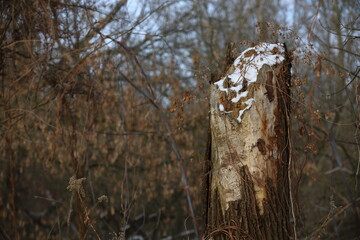 tree trunk in the forest, snow on tree