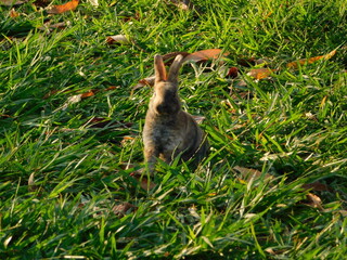 Bunny Conejo Rabbit Conejos naturaleza nature