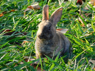 Bunny Conejo Rabbit Conejos naturaleza nature