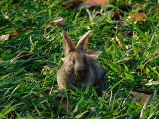 Bunny Conejo Rabbit Conejos naturaleza nature