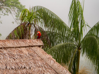 Scarlet Macaws, Amazonia