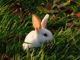 Bunny Conejo Rabbit Conejos naturaleza nature