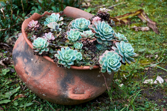 A succulent plant in old flowerpot on the ground of a garden surrounded by green grass.