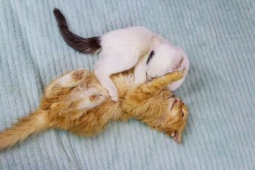 Two kittens playing on a bed at home