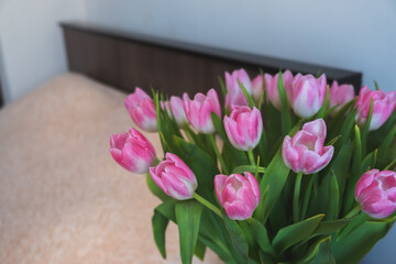 pink tulips on the background of the room