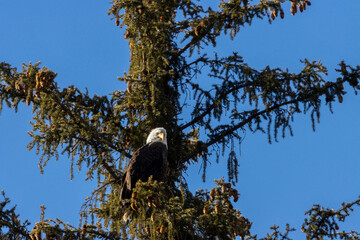 Bald Eagles in Eleven Mile Canyon