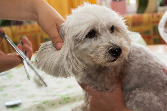 Small White Dog In The Pet Grooming