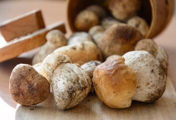 Fresh porcini mushrooms collected in the forest for cooking.