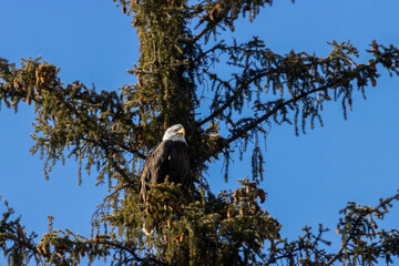 Bald Eagles in Eleven Mile Canyon