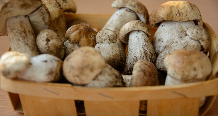 Fresh porcini mushrooms collected in the forest for cooking.