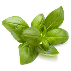 Sweet basil herb leaves isolated on white background closeup