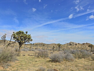 The beautiful desert scenery, within Joshua Tree National Park, in southern California.