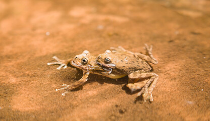 Canyon tree frogs mating in Zion National Park, Utah, USA