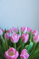 pink tulips on white background