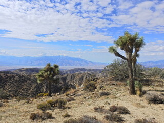 Spectacular desert scenery, with the Santa Rosa and the San Jacinto Mountains in the background, in southeastern California.