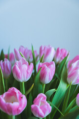 Obraz premium pink tulips on white background