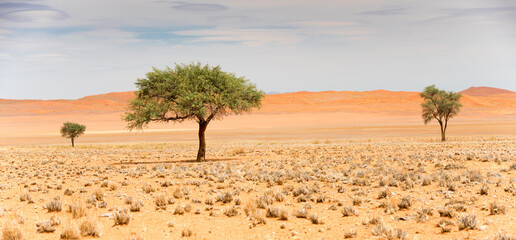 Acacia Trees In Namib Desert