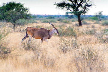 Eland Antelope, Taurotragus Oryx In Kalahari Desert