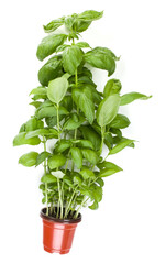 Fresh sweet Genovese basil herbs growing in pot isolated on white background cutout. Flat, top view.