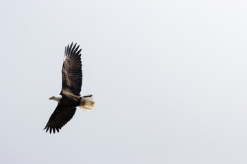 Bald Eagles in Eleven Mile Canyon