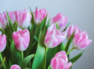 pink tulips on white background