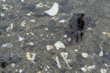 crab in water