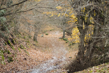 autumn in the forest