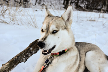Ella the Ausky eating a stick in the snow
