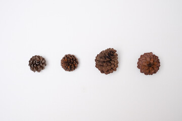  Pine cones white background Flat lay  studio lighting