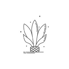 Agave plant for distill tequila. Isolated logo on white background. Flat style image of agricultural product in thin dashed lines. Line art design