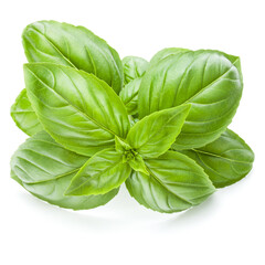 Fresh sweet Genovese basil leaves isolated on white background cutout.