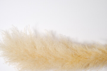  White Pammas Grass white background Flat lay