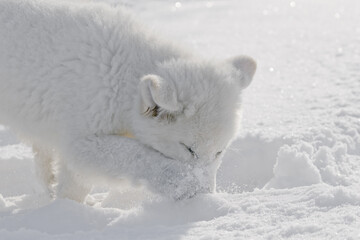 Obraz na płótnie Canvas white swiss shepherd white dog in snow