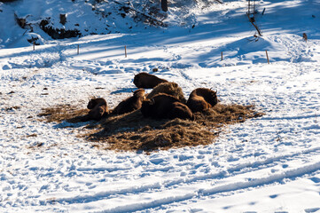 Stado żubrów europejskich w zagrodzie w Muczne © LukaszB