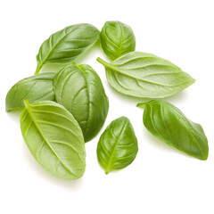 Sweet basil herb leaves handful isolated on white background closeup